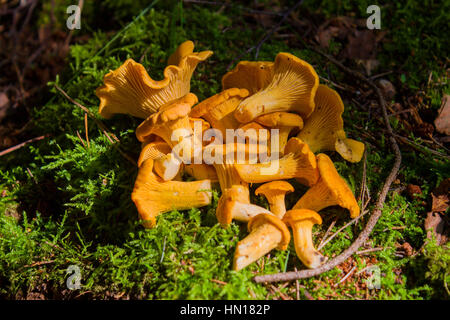 Pfifferlinge in Dunkelheit. Helle, rote schöne Pilze Stockfoto