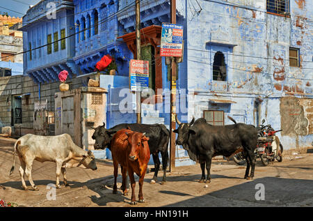 Kühe zwischen Häusern in blauen Cty Jodhpur, Rajasthan, Indien Stockfoto