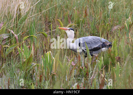 Graureiher, stalking durch marsh Stockfoto