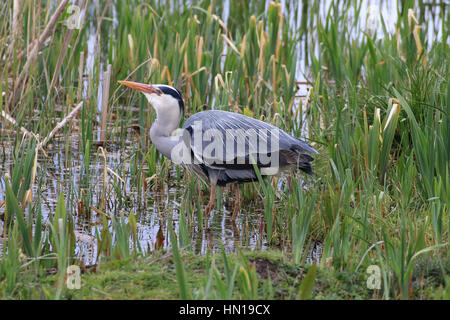 Gebeugt, Graureiher stalking durch Marsch Stockfoto