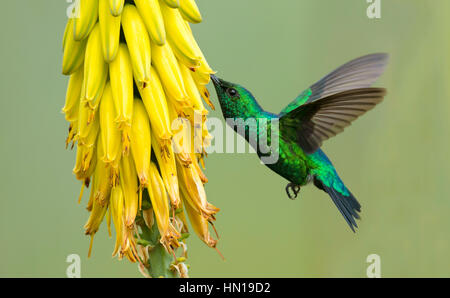 Western Smaragd männlich (Chlorostilbon Melanorhynchus). La Union, Valle del Cauca Stockfoto