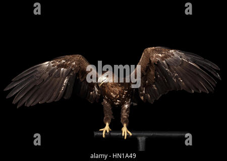 Seeadler, Birds Of Prey auf schwarzem Hintergrund isoliert Stockfoto