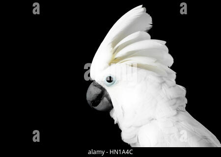 Close-up Crested Cockatoo Alba, Regenschirm, Indonesien, auf schwarzen Hintergrund isoliert Stockfoto