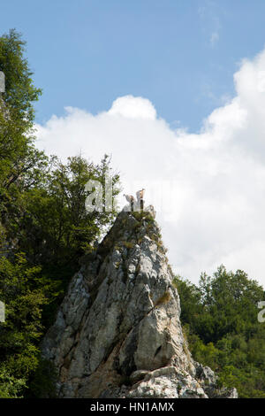 Gruppe von Gänsegeiern (abgeschottet Fulvus) auf einem Berg in Serbien Stockfoto