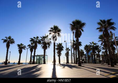 Plaça del Mar Platz mit Palmen Bäume, in der Nähe von Port Vell Barcelona, Katalonien, Spanien Stockfoto