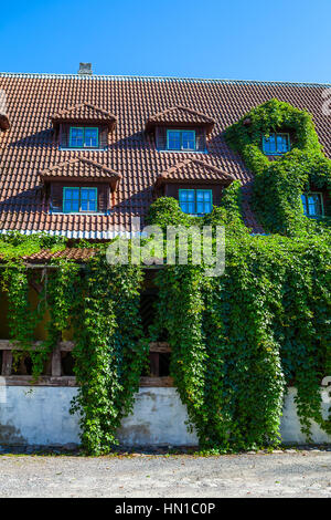 Efeu bedeckt schönes altes Steinhaus mit Ziegeldach und kleinen Fenstern. Pärnu, Estland Stockfoto
