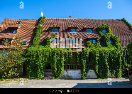 Efeu bedeckt schönes altes Steinhaus mit Ziegeldach und kleinen Fenstern. Pärnu, Estland Stockfoto