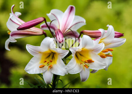 Schönen weißen hellen tropischen Lilie Blume Stockfoto