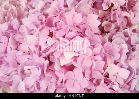 Schöne rosa Hortensien blühen Hintergrund. Natürliche Farbe. Stockfoto