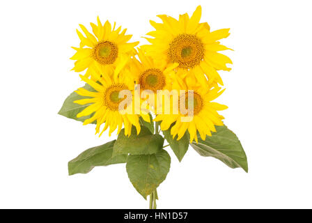 Schöner Blumenstrauß gelbe Sonnenblumen fünf Blumen auf weiß isoliert Stockfoto