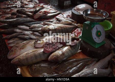 Berge von frischen Fisch zum Verkauf an Kampot Fischmarkt, Kambodscha Stockfoto