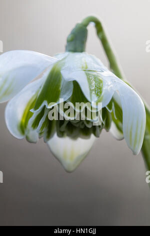 Einzelne Blume des doppelten Schneeglöckchen, Galanthus "L.P.Long" Stockfoto