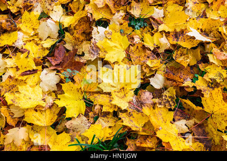 Herbstliches Laub, Blätter, Farbe Blätter, Herbst, Blätter in den Rasen, Blätter im Herbst in den Rasen, Blätter fallen im Herbst Stockfoto