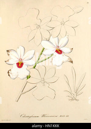 Diese botanische Illustration „Miltoniopsis warszewiczii“ (ehemals Odontoglossum warszewiczii) aus Xenia Band 1 (1858) zeigt die Orchidee in exquisiter Detaildarstellung und zeigt ihre zarten Blüten und komplizierten Merkmale. Stockfoto