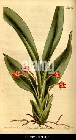 Die botanische Illustration „Maxillaria coccinea“ aus dem Botanical Magazine von Curtis (1812) zeigt die detaillierte und delikate Struktur dieser lebendigen Orchideenart. Stockfoto