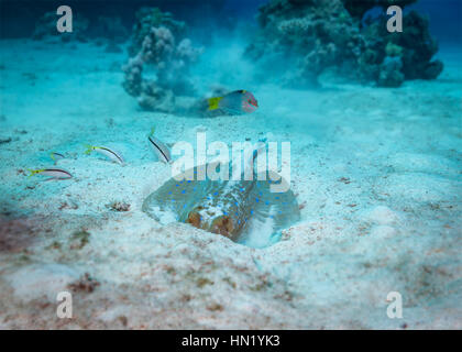 Blue spotted Stingray (Taeniura Lymma) Unterwasser Verhalten. Fütterung mit Schachbrettmuster Lippfisch (Halichoeres Hortulanus) und roten Meer Goatfish (Parupeneu Stockfoto