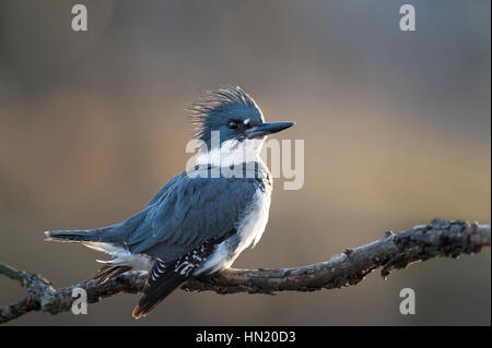 Einen männlichen Belted Eisvogel sitzt auf einem Ast mit einer stolzen Pose als die späte Nachmittagssonne ein sanftes Licht um ihn herum schafft. Stockfoto