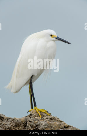 Eine helle weiße Snowy Egret steht auf einem Felsen Steg vor einem glatten Hintergrund in sanftem trüben Licht. Stockfoto