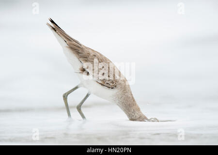 Ein Willett tunkt seinen Kopf unter den seichten Meerwasser Nahrungssuche vor einem weißen Hintergrund an einem bewölkten Tag. Stockfoto