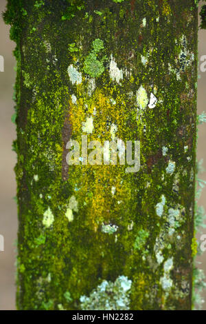 Moos & Algen Stockfoto