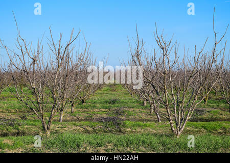 Junge Pflaume, Kirschpflaume Obstgarten. Anbau und Pflege von Obstgarten von Pflaume, Kirsche Bäume. Stockfoto