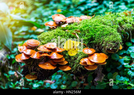 Pilze-Gruppe (Kuehneromyces Stockschwämmchen) auf einem Baumstumpf Stockfoto