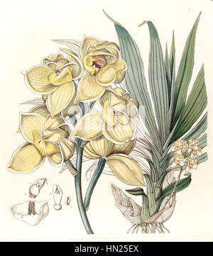 Diese botanische Illustration aus Edwards' 'Botanical Register' (1843) zeigt die Orchideenart Mormode luxata. Die detaillierte Zeichnung zeigt die komplizierten Merkmale der Blume, ein charakteristisches Beispiel für die botanische Kunst des 19. Jahrhunderts. Stockfoto