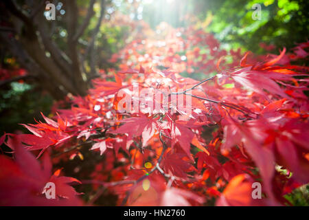 Rot-Ahorn Blätter im Herbst mit Sonneneinstrahlung Blendung, Weichzeichner und geringe Schärfentiefe. Stockfoto