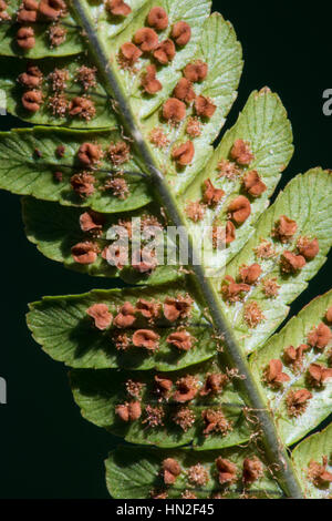 Sori auf Wurmfarn (Dryopteris Filix-Mas) Stockfoto