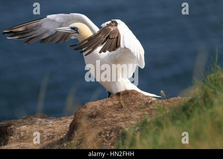 Reife Gannet mit ausgebreiteten Flügeln in Klippen Umgebung Stockfoto