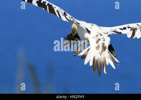 Rückansicht des juvenilen Gannet tragen Nistmaterial Stockfoto