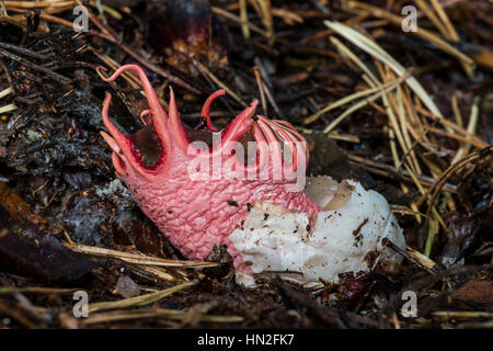 Anemone Stinkmorchel Pilze (Aseroe Rubra) Stockfoto