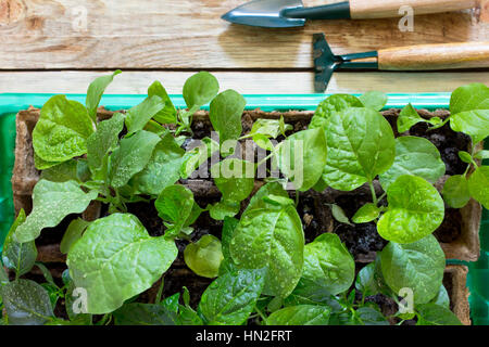 Junge frische Sämling steht im Container und Gartengeräte auf einem Holztisch. Wachsende Sämlinge im Gewächshaus. Stockfoto