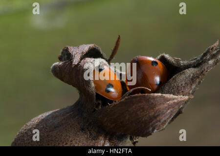 7 Punkt Marienkäfer (Coccinella 7-Trommler), im Ruhezustand auf Hagebutten Stockfoto