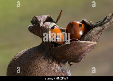 7 Punkt Marienkäfer (Coccinella 7-Trommler), im Ruhezustand auf Hagebutten Stockfoto