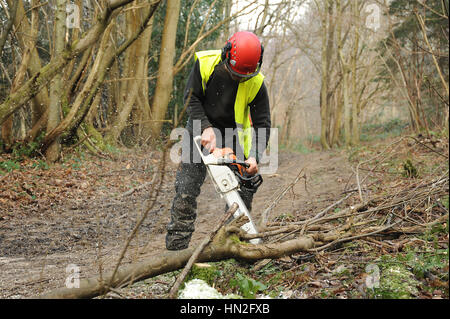 Mann mit einer Kettensäge zu kleinen Bäumen in einem Wald abgeholzt Stockfoto