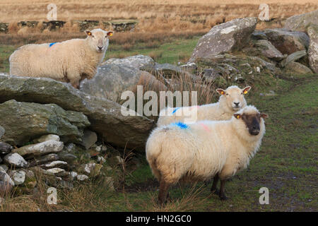 Schafe in Landschaft auf Valentia Island in County Kerry, Irland Stockfoto