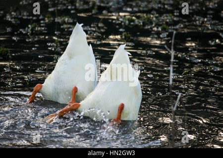 Enten im Teich Stockfoto