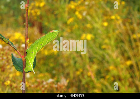 Eyed Hawk Moth (Smerinthus Ocellata) Larven Stockfoto