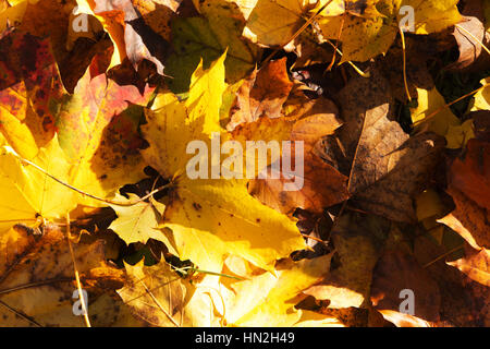 Buntes Herbstlaub in einem Bereich orange gelb und braun Stockfoto