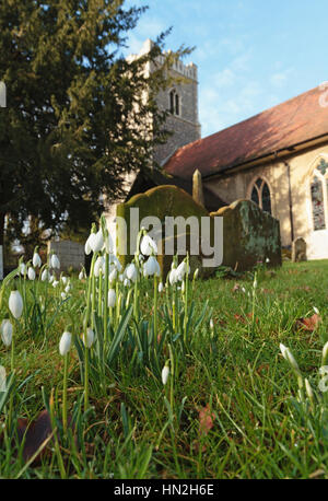 Blume der Hoffnung. Englisch Land Schneeglöckchen Blüte im Kirchhof, der Hl. Jungfrau Maria Kirche, Martlesham, Suffolk, England, Vereinigtes Königreich Stockfoto