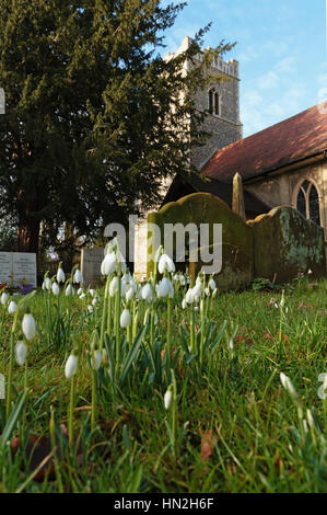 Blume der Hoffnung. Englisch Land Schneeglöckchen Blüte im Kirchhof, der Hl. Jungfrau Maria Kirche, Martlesham, Suffolk, England, Vereinigtes Königreich Stockfoto