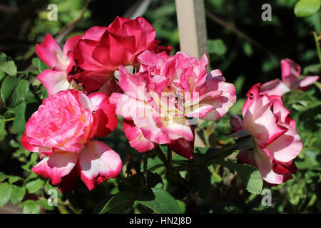 Doppelte Freude-Rosen in voller Blüte Stockfoto