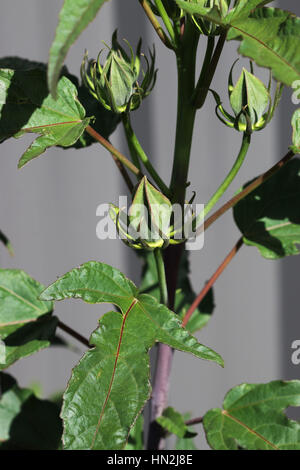 Hibiscus Moscheutos oder bekannt als Mitternacht Marvel Hibiskus Blütenknospen Stockfoto