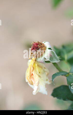 Nahaufnahme einer Rose getrockneten Staubfäden Stockfoto