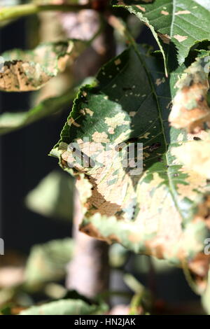 Birne und Kirsche Slug-Wurm auf Kirsche Blatt Stockfoto