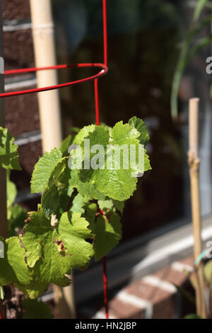 Kapuzinerkresse Plantsalso bekannt als Tropaeolum Majus mit Blumen Stockfoto