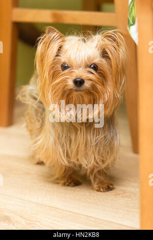 Erwachsenen Yorkshire Terrier namens Yosya mit abstehenden Ohren Stockfoto