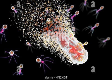 Bakteriophagen Infektion Bakterien, Computer Bild. Ein Bakteriophagen oder Phagen, ist ein Virus, der Bakterien infiziert. Es besteht aus einem ikosaedrischen (20-seitige) Kopf, enthält das genetische Material, einen Schweif und Schweif Fasern, die ihn zu einer spezifischen Rezeptor-Website auf das Bakterium zu reparieren. Das Heck des genetischen Materials in das Bakterium injiziert, und die zelluläre Maschinerie des Bakteriums wird verwendet, um mehrere Kopien des Virus zu produzieren. Stockfoto