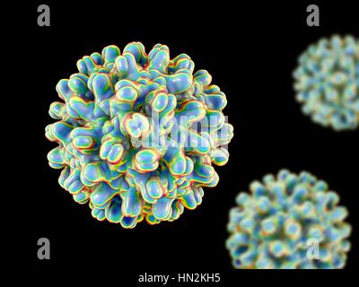 Hepatitis B-Virus-Partikel. Computer Illustration das Kapsid des Hepatitis B-Virus (HBV), mit Proteinen, die durch farbige Blobs dargestellt. Das Kapsid ist ein Protein-Mantel, der das Virusgenom DNA (Desoxyribonukleinsäure) umschließt. HBV verursacht Hepatitis B, eine Krankheit gekennzeichnet durch eine Entzündung der Leber, was zu einer Leberzirrhose, Krebs und Tod führen kann. Stockfoto